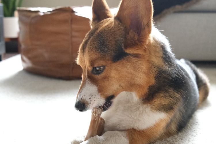 Paling sering, penyebab anjing suka menggigit adalah karena merasa terancam. Ini adalah insting yang tetap ada pada anjing domestik.