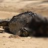 Temuan Buaya Besar Tanpa Kepala Gegerkan Warga Australia