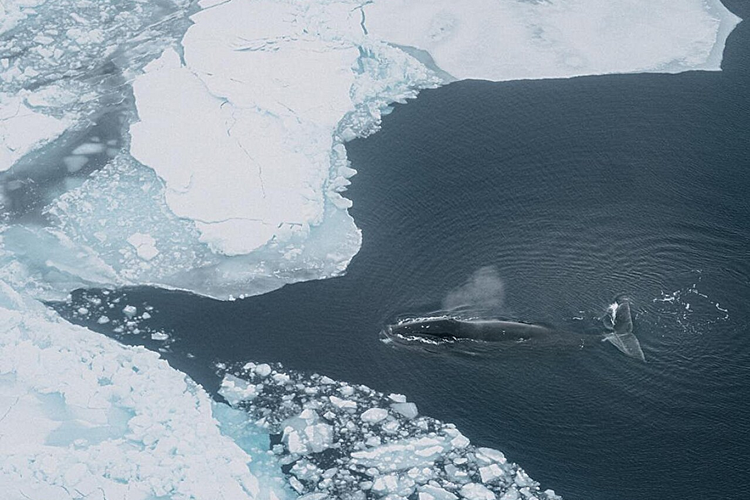 Seekor paus kepala busur berenang melalui es laut Arktik di Teluk Disko, Greenland. 




