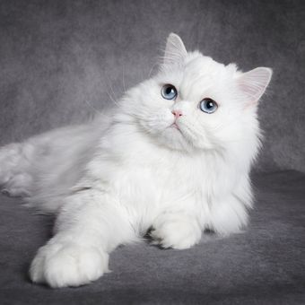 Ilustrasi kucing Scottish putih.