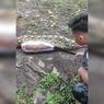 Saat Warga Ramai-ramai Tangkap Piton Sepanjang 7 Meter, Ditemukan Anak Sapi yang Mati...