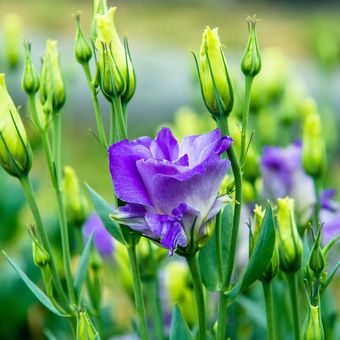 Ilustrasi bunga lisianthus. 