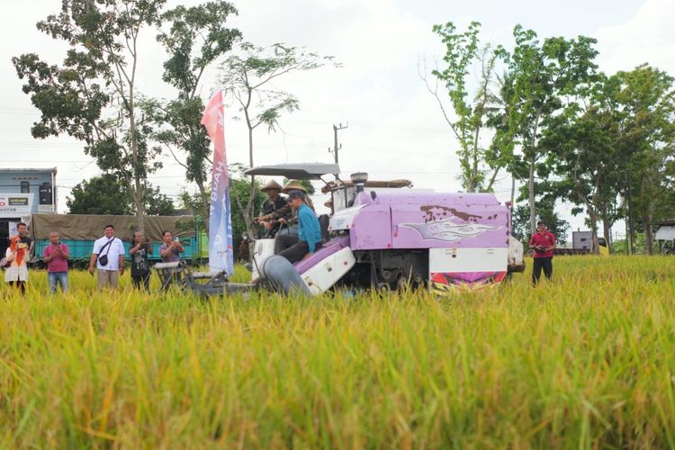Lewat sejumlah pedamping pada Agrosolution, Pupuk Kaltim sukses dorong produktivitas petani. 