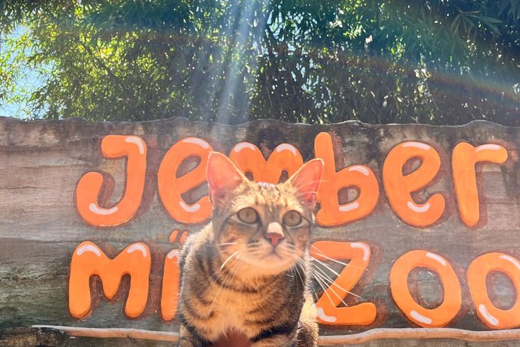 Ada Atraksi Kucing, Pengunjung Jember Mini Zoo Naik Saat Libur Lebaran 2025