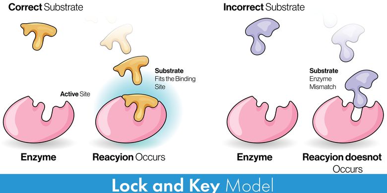 Mekanisme kerja enzim lock and key