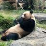 Perayaan Ulang Tahun Panda Taman Safari Digelar Meriah Weekend Ini