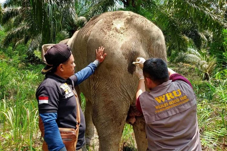 Petugas medis BBKSDA Riau dan tim Balai TNTN melakukan pengobatan terhadap seekor gajah betina yang sakit dan masuk ke perkebunan warga di Desa Pontian Mekar, Kecamatan Lubuk Batu Jaya, Kabupaten Indragiri Hulu (Inhu), Riau.