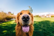 Benarkah Hidung Anjing Harus Selalu Basah dan Dingin?