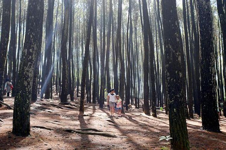 Wisatawan menikmati suasana Hutan Pinus Mangunan di Kecamatan Imogiri, Bantul, DI Yogyakarta, Rabu (23/12/2015). Hutan yang berjarak 23 kilometer dari pusat kota Yogyakarta itu menjadi tempat wisata alternatif bernuansa alam.