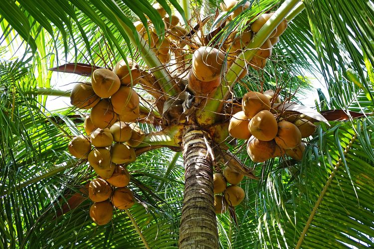 Ilustrasi buah kelapa, pohon kelapa. 