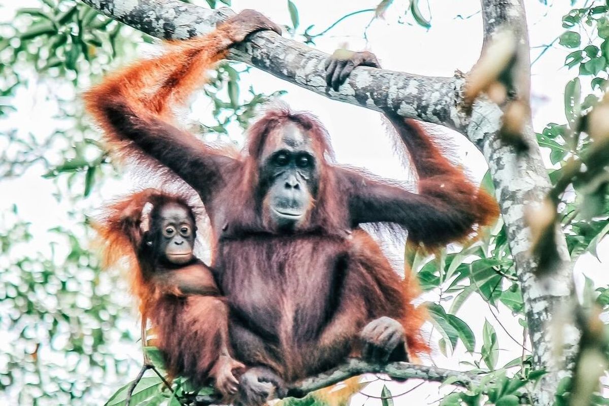 Terdapat cukup banyak populasi orangutan di sejumlah wilayah konservasi dan koridor satwa milik ANJ. Salah satunya adalah koridor satwa di Kabupaten Ketapang, Kalimantan Barat (Kalbar). Koridor satwa ini menghubngkan Hutan Desa Manjau dan Hutan Tanjung Sekuting (area konservasi ANJ).