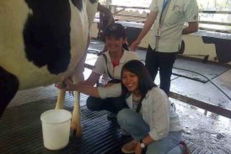 Cimory Farm Life Educational Center di Jalan Soekarno Hatta KM 30 Bergas, Kabupaten Semarang, Jawa Tengah, mengajarkan pengunjung cara memerah susu sapi.

