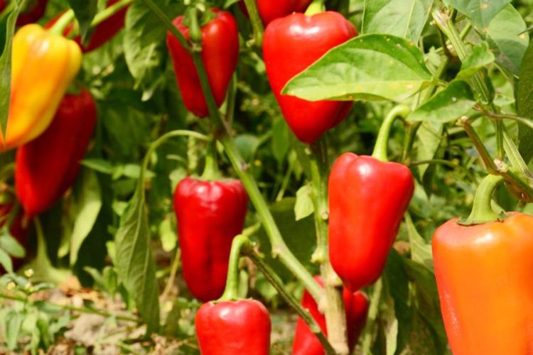 Ilustrasi tanaman cabai. 