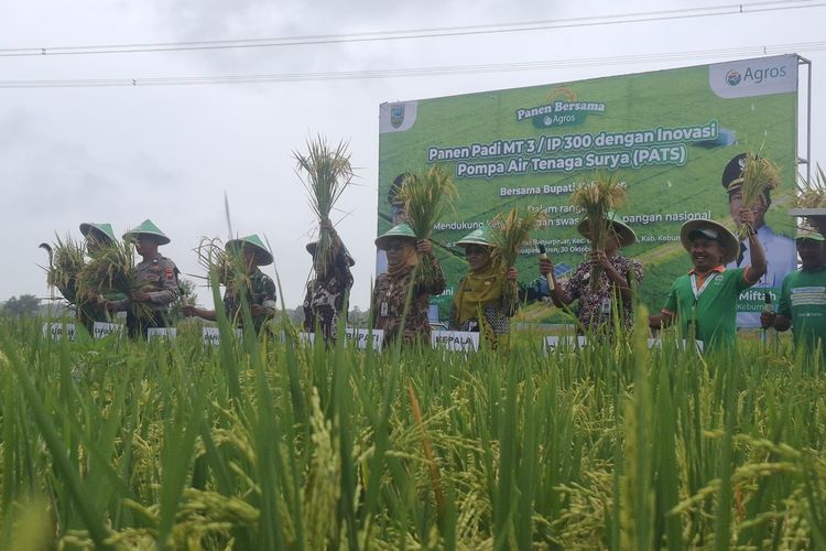 Suasana panen raya padi Di Kebumen hasil penggunaan pompa tenaga surya 