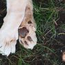 Penyebab Kaki Anjing Berbau seperti 