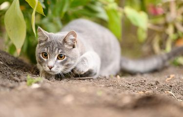 Ilustrasi kucing berburu.