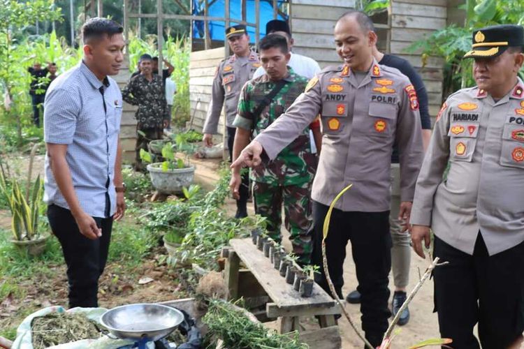 Kapolres Aceh Timur, AKBP Andy Rahmansyah, memimpin pemusnahan tanaman ganja yang ditanam diantara tumbuhan lainnya di kebun warga Desa Seunebok Peunteut, Kecamatan Peudawa, Kabupaten Aceh Timur, Provinsi Aceh, Rabu (5/4/2023).