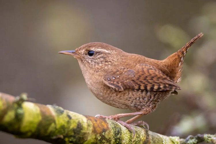 Terisolasi di Pulau Terpencil, Burung Wren Berevolusi Jadi Lebih Besar 