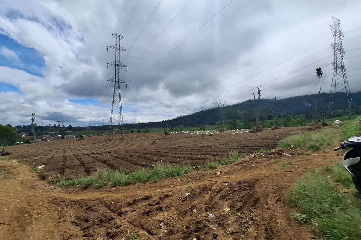 Lahan perkebunan teh di Pangalengan, Kabupaten Bandung, Jawa Barat, yang digunduli sekelompok orang dan akan digantikan tanaman sayur, masih dalam proses penanaman kembali bibit teh, Jumat (25/4/2025)