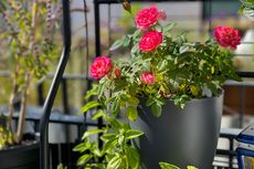 8 Cara Menanam Bunga Mawar di Dalam Pot