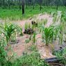 Padi dan Jagung Terendam Banjir, Petani di Flores Timur Khawatir Gagal Panen