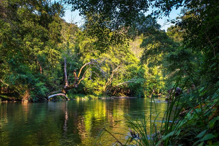 Pemerintah Janji Bereskan Masalah Deforestasi Hutan Rawa Singkil Aceh