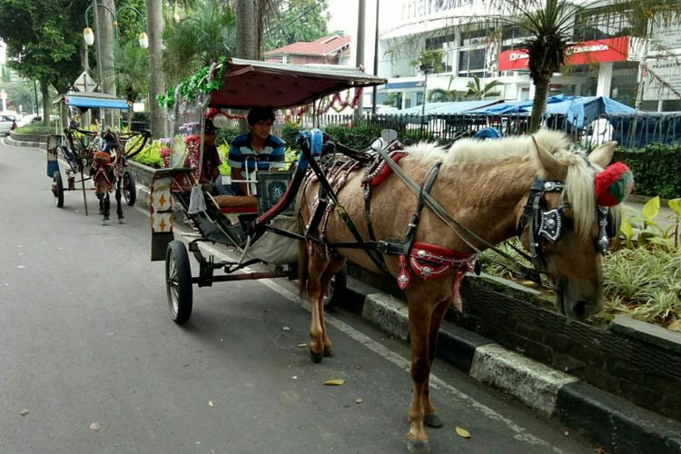 Delman atau andong menjadi salah satu alternatif wisata disekitaran Istana Bogor, dan Kebun Raya Bogor.