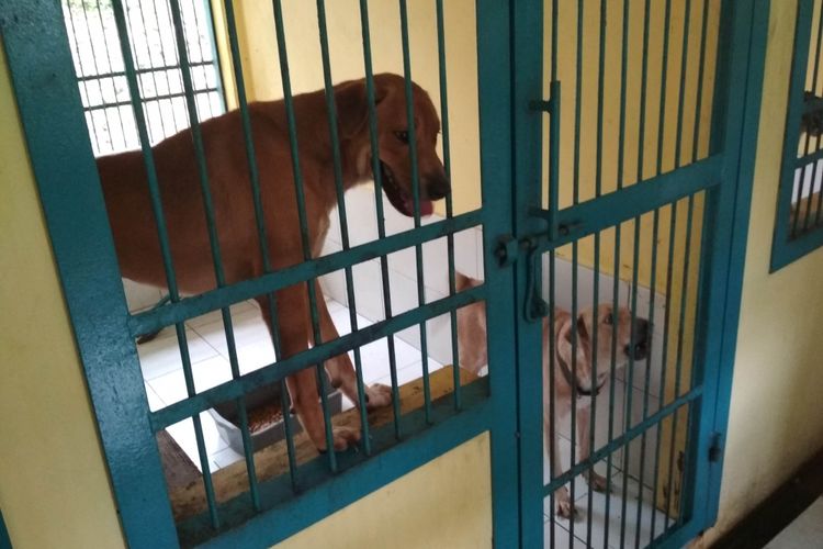 Kondisi Kandang Anjing siap Adopsi di Puskeswan Ragunan Jakarta Selatan, Selasa (7/1/2019)