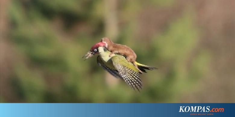 Seekor Musang Tertangkap Terbang Menunggang Burung Pelatuk