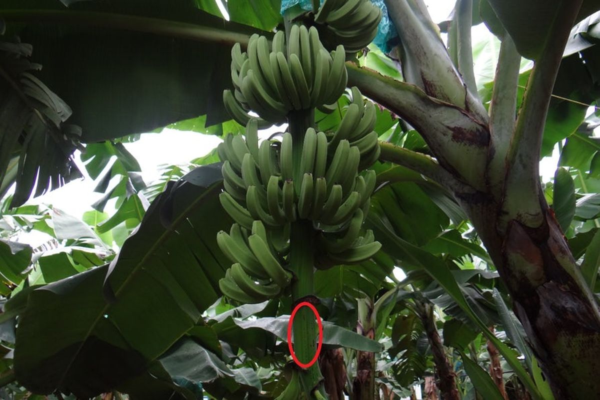 Tandan pisang yang digunakan para peneliti