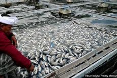 Ribuan Ikan Mati Keracunan Belerang, Peternak di Danau Batur Rugi Puluhan Juta 