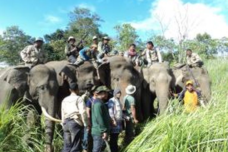 Tim BKSDA Aceh memasang GPS Collar pada seekor gajah liar di Kawasan Kabupaten Bener Meriah untuk memantau pergerakan gajah liar dan meminimalisir konflik gajah liar-manusia di kawasan ini. ***** K12-11