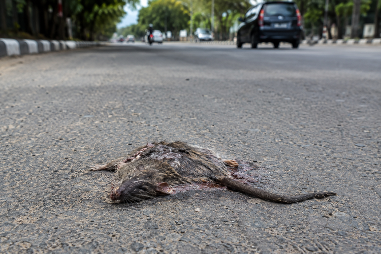 Lihat Bangkai Tikus di Jalan, Apa yang Sebaiknya Dilakukan? Ini Kata Dokter Hewan