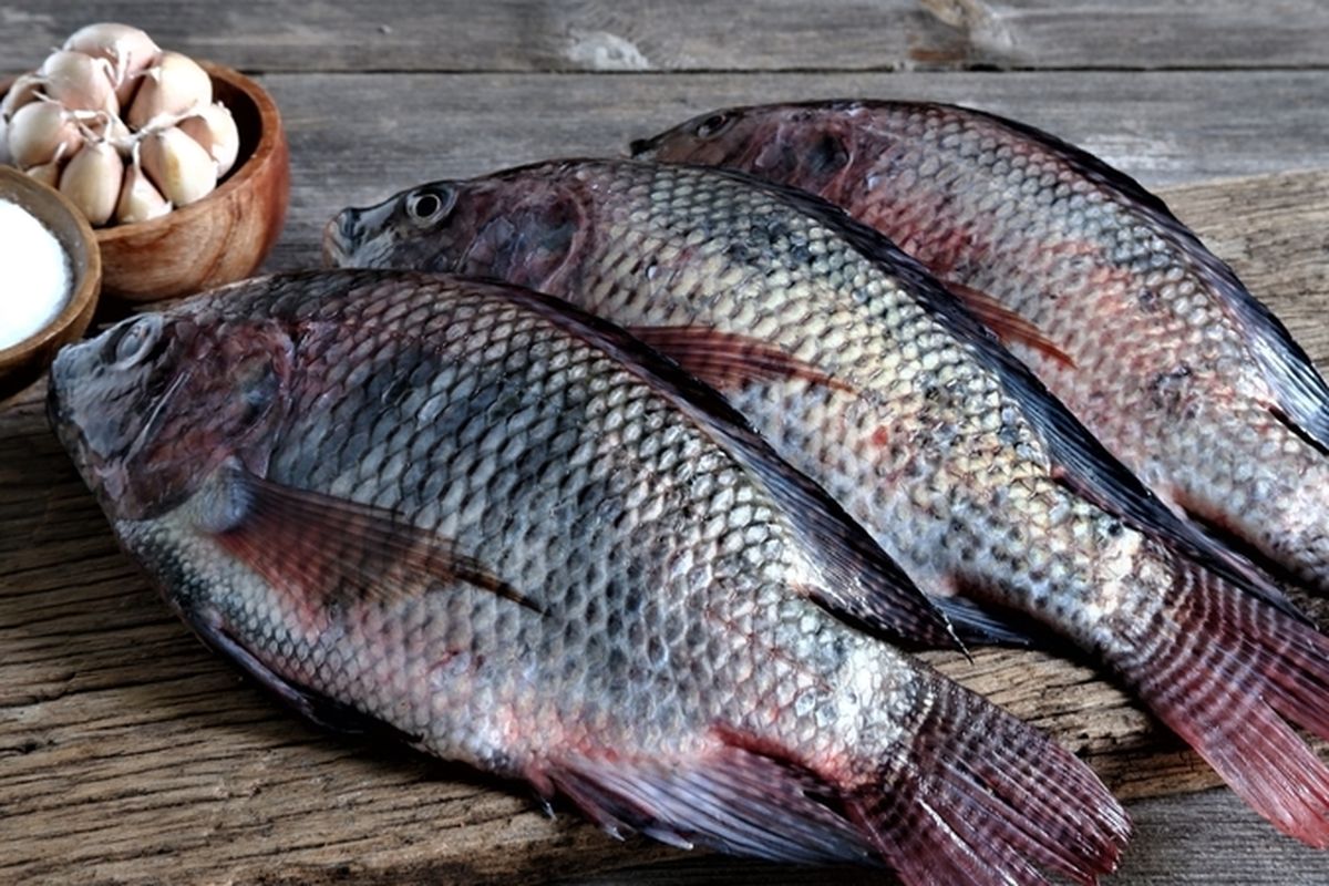 Ilustrasi ikan, sumber protein yang tinggi DHA