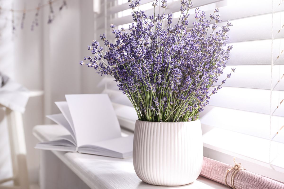 Ilustrasi tanaman lavender di pot.