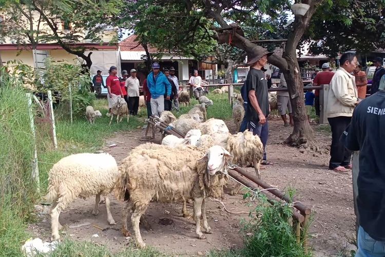 Kondisi Pasar Hewan atau yang lebih dikenal dengan Pasar Patok di Jalan Sultan Hasan Halim, Kota Batu, Jawa Timur terlihat hanya terdapat pedagang yang menjual hewan ternak kambing saja sebelum resmi ditutup pada Rabu (18/5/2022) sekitar pukul 09.00 WIB pagi hari. 