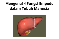 Mengenal 4 Fungsi Empedu dalam Tubuh Manusia