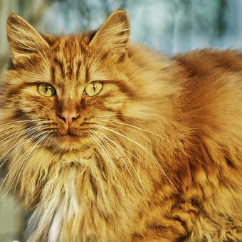 Ilustrasi kucing jenis Norwegian Forest Cat. 
