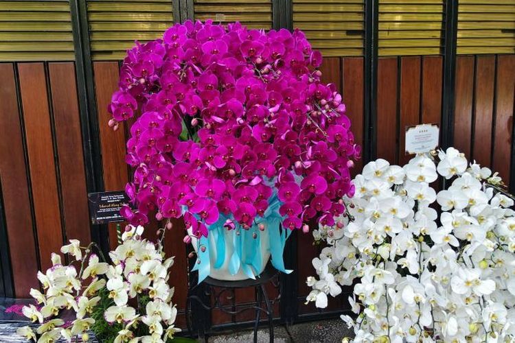 Rumah Jokowi di Solo Dihiasi Anggrek Ucapan Ulang Tahun, Presiden Prabowo Kirim Warna Ungu
