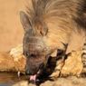 Mengenal Hyena, Hewan yang Pintar dalam Menyelesaikan Masalah