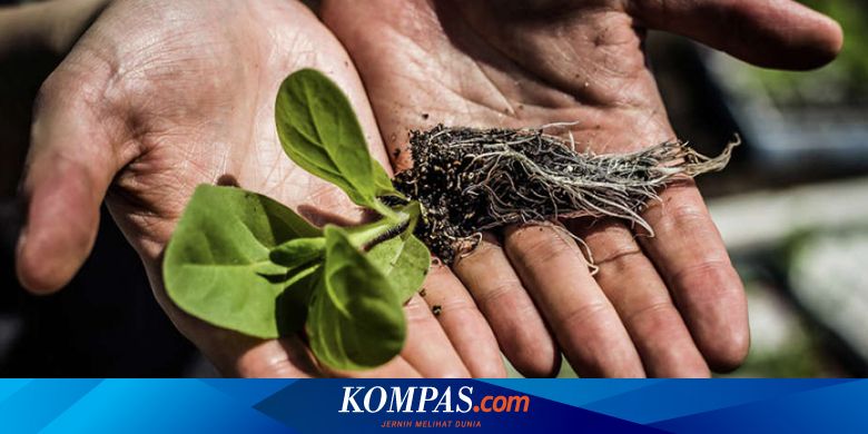 Rekayasa Fotosintesis Bikin Tumbuhan Lebih Subur Dan Jumlah Panen Naik Halaman All Kompas Com