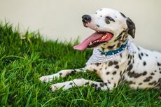 Seekor Anjing Dalmatian Mati Usai Lindungi Majikannya dari Ular Kobra