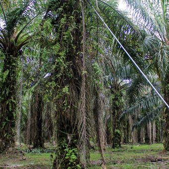 Pekerja memanen tandan buah kelapa sawit di kawasan PT Perkebunan Nusantara II, Kabupaten Deli Serdang, Sumatera Utara, Sabtu (17/2/2024). Kementerian Kordinator Bidang Perekonomian menargetkan peremajaan kelapa sawit tahun 2024 seluas 540 hektare atau dua kali lipat dibandingkan tahun 2022. ANTARA FOTO/Yudi/Spt.