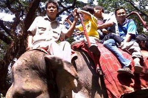 Dirjen PHKA: Pindahkan Satwa di Kebun Binatang Surabaya