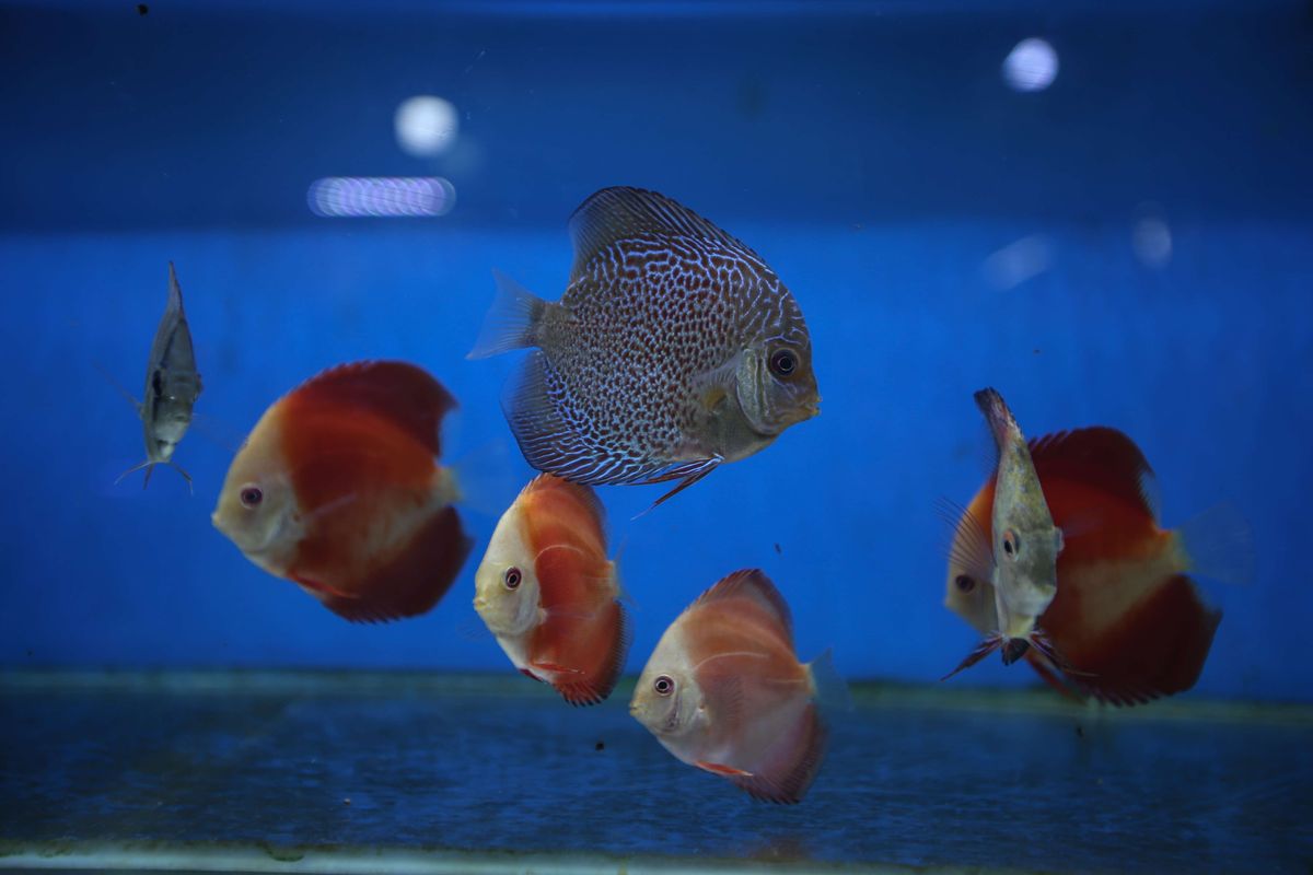 Penjualan ikan hias di pasar ikan hias di kawasan Perumnas Depok, Rabu (7/10/2020).       Semenjak musim pandemi Covid-19 penjualan ikan hias mengalami peningkatan.