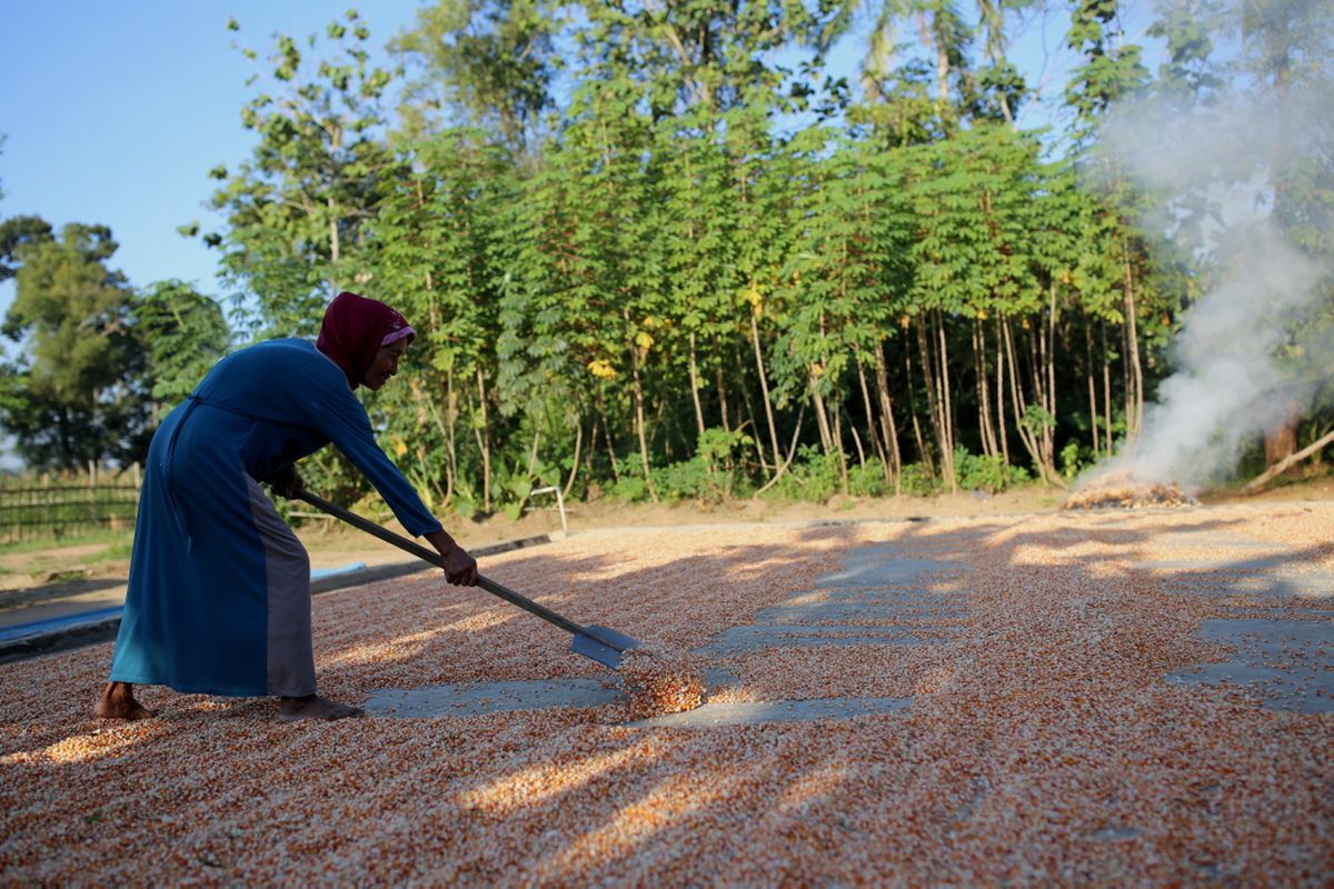 Kati menjemur jagung pipil hasil panen di desa Tegal Yoso, Purbolinggo, Lampung Timur, Jumat (28/7/2017). Atmo Parigi dan istrinya bekerja sebagai petani sekaligus melindungi sawah dan kebunnya dari kawanan gajah liar.