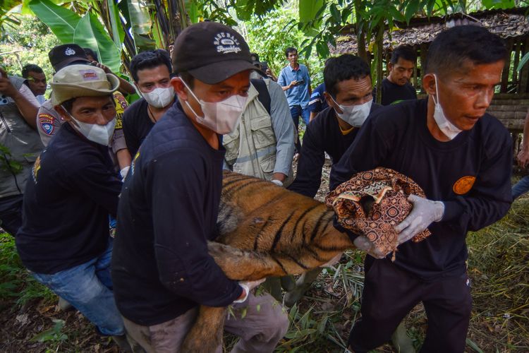 BKSDA Sumbar Evakuasi Harimau Sumatera di Agam Usai Mangsa 2 Ternak Warga, Diduga Terdorong Keluar Habitat