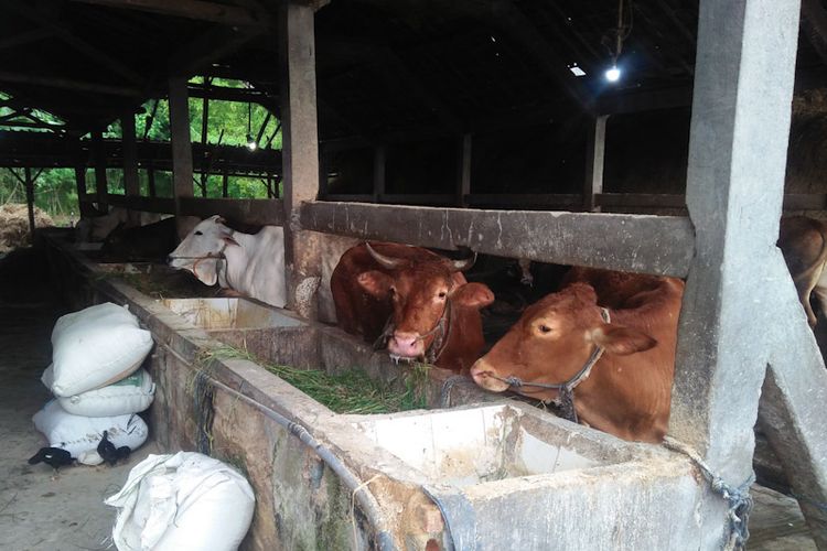 Sebanyak 729 ekor hewan ternak sapi di Kabupaten Gresik, Jawa Timur, sudah terindikasi Penyakit Mulut dan Kaki (PMK), Senin (9/5/2022).