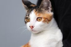 Tempe Tidak Disarankan untuk Kucing, Dapat Memicu Hipertiroid