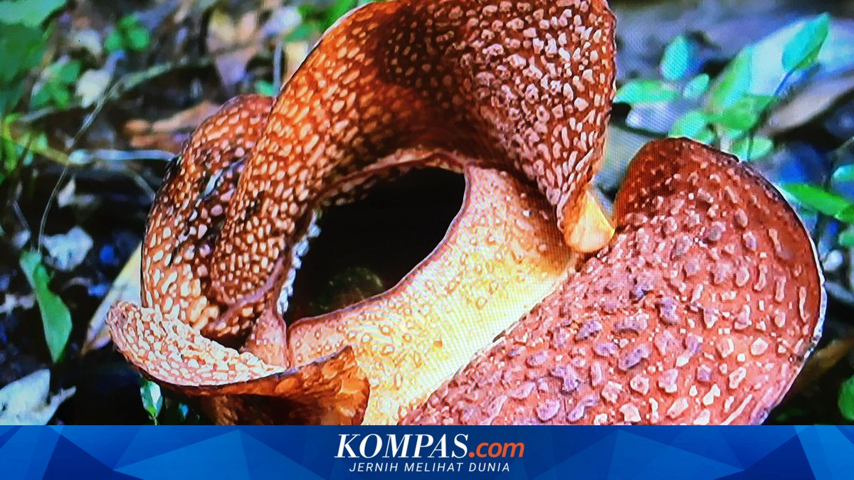 Sering Dikira Sama, Apa Beda Rafflesia Arnoldii dan Bunga Bangkai?